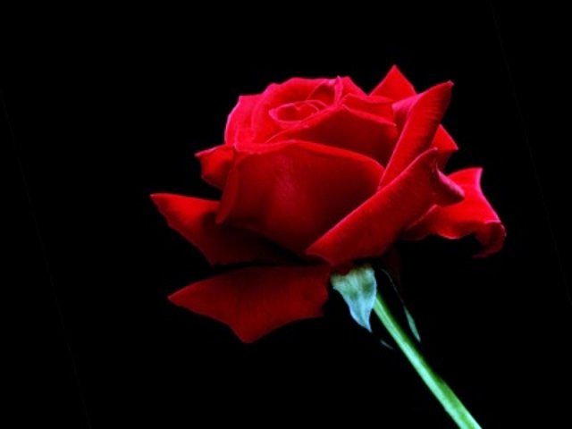 Rosa Roja la Mas hemosa de las Flores  Rosa y Espina como nuestro Amor
